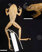 Afbeeldingsresultaten voor "paraspadella Johnstoni". Grootte: 150 x 185. Bron: www.researchgate.net