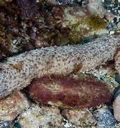 Image result for "holothuria Impatiens". Size: 174 x 185. Source: reeflifesurvey.com