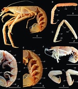 Afbeeldingsresultaten voor "neoglyphea Inopinata". Grootte: 162 x 185. Bron: www.researchgate.net