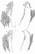 Afbeeldingsresultaten voor Ashtoret maculata Familie. Grootte: 120 x 185. Bron: www.researchgate.net
