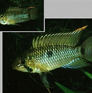 Image result for Triglops murrayi Stam. Size: 183 x 185. Source: www.eisk.cn
