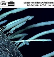 Image result for Poecilosclerida Anatomie. Size: 176 x 185. Source: www.ncei.noaa.gov