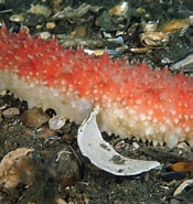 Afbeeldingsresultaten voor Zeekomkommers Stam. Grootte: 175 x 185. Bron: duikeninbeeld.tv