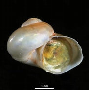 Afbeeldingsresultaten voor "margarites Helicinus". Grootte: 182 x 185. Bron: www.arcodiv.org