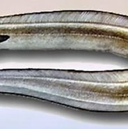Image result for "cynoponticus Ferox". Size: 184 x 138. Source: www.kalapeedia.ee