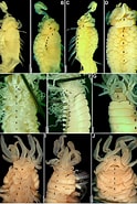 Afbeeldingsresultaten voor "polycirrus Medusa". Grootte: 124 x 185. Bron: www.researchgate.net