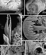 Résultat d’image pour "parophryotrocha Isochaeta". Taille: 155 x 185. Source: www.researchgate.net