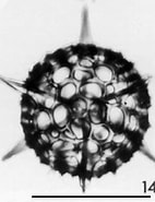 Image result for "hexacontium Armatum/hostile". Size: 142 x 185. Source: www.radiolaria.org