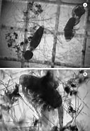 Afbeeldingsresultaten voor "pseudodiaptomus Gracilis". Grootte: 127 x 185. Bron: www.scielo.br