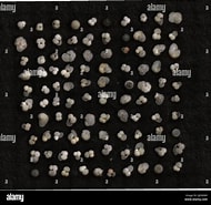 Afbeeldingsresultaten voor "Globigerinoides sacculifer". Grootte: 190 x 185. Bron: www.alamy.com