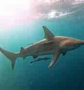 Oceanic Blacktip Shark 的图像结果.大小：174 x 185。 资料来源：www.oceansafrica.com