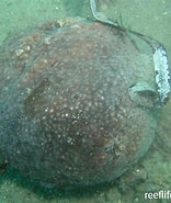 Image result for "cladolabes Perspicillum". Size: 156 x 185. Source: reeflifesurvey.com