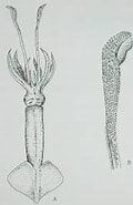 Afbeeldingsresultaten voor Brachioteuthis riisei Order. Grootte: 120 x 185. Bron: shell.sinica.edu.tw