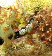 Afbeeldingsresultaten voor Lebrunia coralligens Dieet. Grootte: 174 x 185. Bron: bioobs.fr
