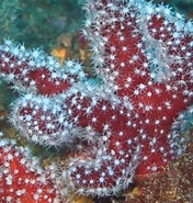 Image result for Alcyoniidae. Size: 176 x 185. Source: varietyoflife.com.au