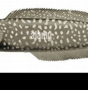 Afbeeldingsresultaten voor "gaidropsarus Guttatus". Grootte: 180 x 126. Bron: www.alamy.com