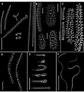 Image result for Crella Pytheas Fusifera Onderrijk. Size: 168 x 185. Source: www.researchgate.net