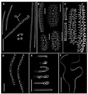Afbeeldingsresultaten voor Crella Pytheas fusifera Geslacht. Grootte: 173 x 185. Bron: www.researchgate.net