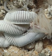 Image result for "eupolymnia Crassicornis". Size: 172 x 185. Source: www.gbif.org
