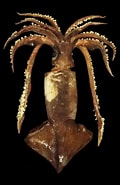 Bildresultat för "todarodes Sagittatus". Storlek: 120 x 185. Källa: www.asturnatura.com