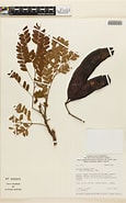 Image result for Dinizia Divae Rijk. Size: 115 x 185. Source: collections-botany.fieldmuseum.org