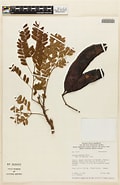 Image result for Dinizia Divae Stam. Size: 120 x 185. Source: collections-botany.fieldmuseum.org