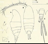 Afbeeldingsresultaten voor "bradyidius Arnoldi". Grootte: 198 x 185. Bron: www.alamy.com