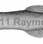 Bathyprion Danae Stam に対する画像結果.サイズ: 180 x 80。ソース: watlfish.com