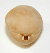 Afbeeldingsresultaten voor "macandrevia Cranium". Grootte: 176 x 185. Bron: www.aphotomarine.com