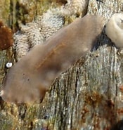 Image result for "notoplana Atomata". Size: 175 x 185. Source: uk.inaturalist.org