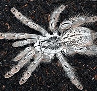 Image result for "trochodota Maculata". Size: 196 x 185. Source: thepetfaq.com