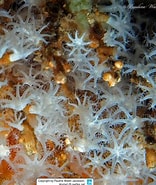 Image result for "eusiropsis Riisi". Size: 156 x 185. Source: www.reeflex.net