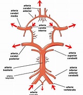 Image result for Normvariante der Arteria vertebralis Mit Kurzstreckiger Doppelung. Size: 162 x 185. Source: www.stefajir.cz