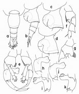 Afbeeldingsresultaten voor "heterorhabdus Lobatus". Grootte: 155 x 185. Bron: copepodes.obs-banyuls.fr