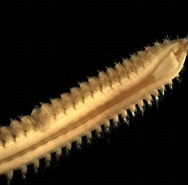Image result for Nephtys cirrosa. Size: 188 x 185. Source: www.marinespecies.org