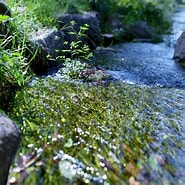 Image result for 藻川緑地. Size: 185 x 185. Source: photohito.com