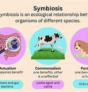 Afbeeldingsresultaten voor Advantages and Disadvantages of Symbiosis. Grootte: 177 x 185. Bron: sciencenotes.org