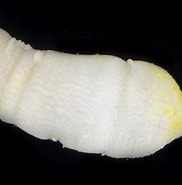 Image result for Golfingiidae Anatomie. Size: 182 x 185. Source: www.gbif.org