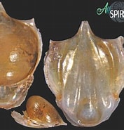 Afbeeldingsresultaten voor "cavolinia tridentata Australis". Grootte: 177 x 185. Bron: allspira.com
