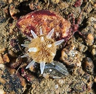 Image result for "polymastia Spinula". Size: 189 x 185. Source: www.sciencephoto.com
