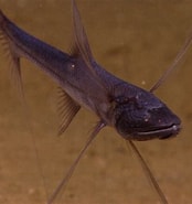 Image result for "bathypterois Mediterraneus". Size: 174 x 185. Source: fishesofaustralia.net.au