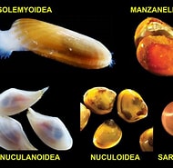 Afbeeldingsresultaten voor Protobranchia Wikipedia. Grootte: 190 x 185. Bron: www.sharmalabuw.org