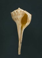 Image result for "clathrocanium Coarctatum". Size: 135 x 185. Source: www.europeana.eu