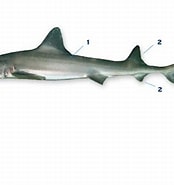 Image result for Gevlekte gladde haai Onderklasse. Size: 174 x 185. Source: www.sportvisserijnederland.nl
