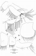 Afbeeldingsresultaten voor Bathyporeia guilliamsoniana Geslacht. Grootte: 120 x 185. Bron: www.researchgate.net