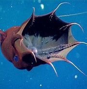 Afbeeldingsresultaten voor Vampyroteuthidae. Grootte: 180 x 185. Bron: www.reddit.com