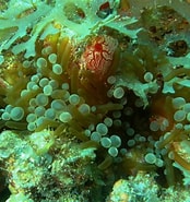 Image result for "lebrunia Coralligens". Size: 174 x 185. Source: doris.ffessm.fr