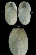 Afbeeldingsresultaten voor "limatula Gwyni". Grootte: 120 x 185. Bron: naturalhistory.museumwales.ac.uk