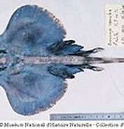 Afbeeldingsresultaten voor Neoraja caerulea Klasse. Grootte: 177 x 121. Bron: www.fishbase.se