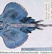 Afbeeldingsresultaten voor Neoraja caerulea Order. Grootte: 179 x 121. Bron: www.fishbase.se